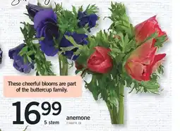 Fortinos ANEMONE, 5 stem offer