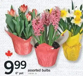 Fortinos ASSORTED BULBS, 6 POT offer