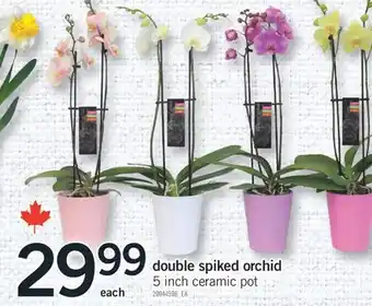 Fortinos DOUBLE SPIKED ORCHID offer