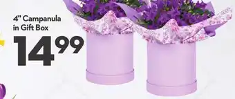 Longo's 4 Campanula in Gift Box offer