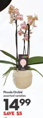 Longo's Piccola Orchid offer