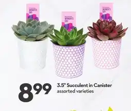 Longo's 3.5 Succulent in Canister offer