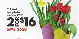 Longo's 6 Potted Spring Bulbs offer