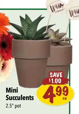 Farm Boy Mini Succulents offer