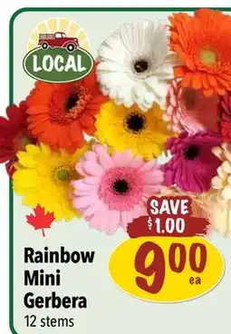 Farm Boy Rainbow Mini Gerbera offer