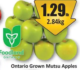 Starsky Ontario Grown Mutsu Apples offer