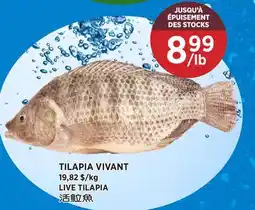 Kim Phat TILAPIA VIVANT offer