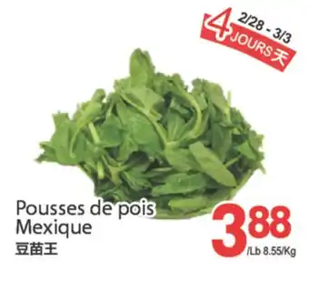 T&T Supermarket POUSSES DE POIS MEXIQUE offer