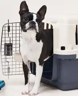 Petvalu Essentials Plastic Carrier offer