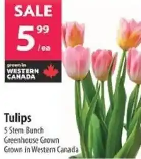 Co-op Tulips offer