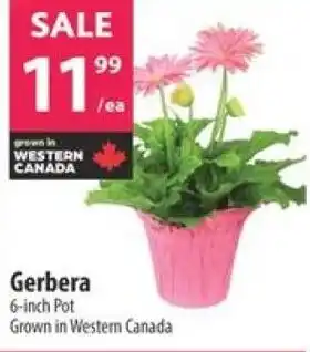 Co-op Gerbera offer