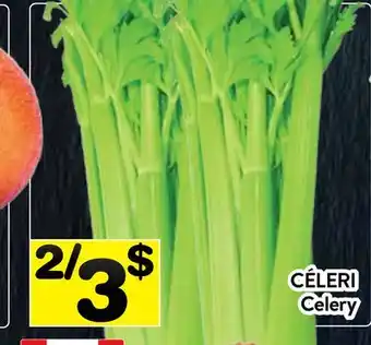 Supermarché PA CÉLERI | Celery offer