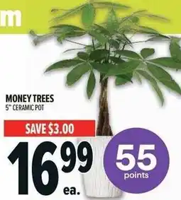 Metro Money trees offer