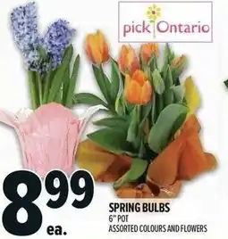 Metro Spring bulbs offer