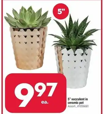 Giant Tiger 5" succulent ceramic pot offer