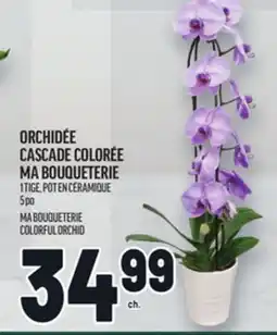 Metro ORCHIDÉE CASCADE COLORÉE MA BOUQUETERIE | MA BOUQUETERIE COLORFUL ORCHID offer