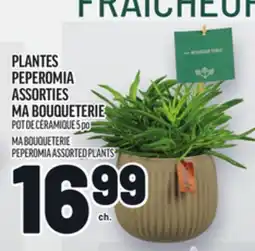 Metro PLANTES PEPEROMIA ASSORTIES MA BOUQUETERIE | MA BOUQUETERIE PEPEROMIA ASSORTED PLANTS offer