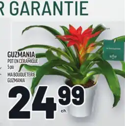 Metro GUZMANIA POT EN CÉRAMIQUE | MA BOUQUETERIE GUZMANIA offer