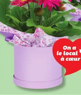 IGA BLOOMING IN HAT BOX offer