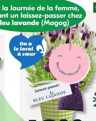 IGA LAVENDER PLANT offer