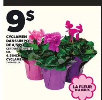 Provigo CYCLAMEN DANS UN POT DE 4,5 PO offer