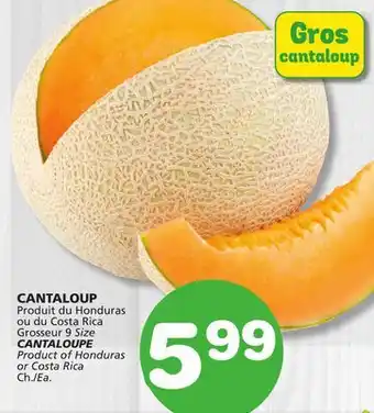 Marches Tradition CANTALOUPE offer