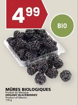 Rachelle-Bery Grocery ORGANIC BLACKBERRIES offer