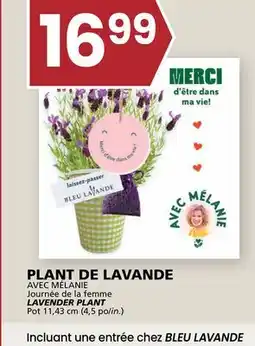 Rachelle-Bery Grocery LAVENDER PLANT offer