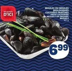 Marché Bonichoix FRESH CULTIVATED MUSSELS OR ORGANIC MUSSELS offer