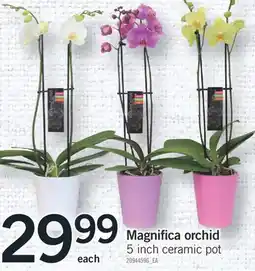 Fortinos MAGNIFICA ORCHID, 5 INCH CERAMIC POT offer