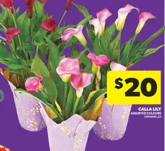 Real Canadian Superstore CALLA LILY offer