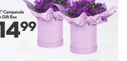 Longo's 4 Campanula in Gift Box offer