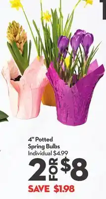 Longo's 4 Potted Spring Bulbs offer