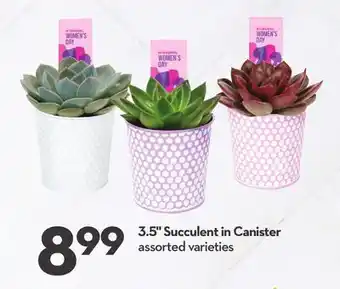 Longo's 3.5 Succulent in Canister offer