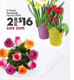 Longo's 6 Potted Spring Bulbs offer