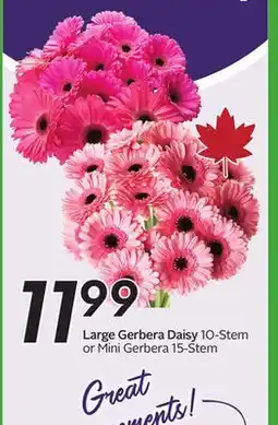 Sobeys Large Gerbera Daisy offer