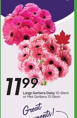 Sobeys Large Gerbera Daisy offer