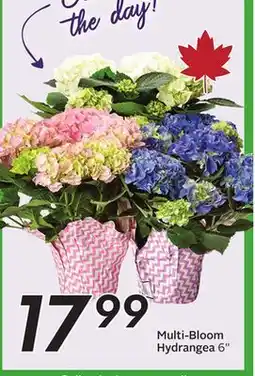 Sobeys Multi-Bloom Hydrangea offer