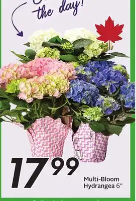 Sobeys Multi-Bloom Hydrangea offer