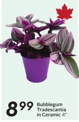 Sobeys Bubblegum Tradescantia in Ceramic offer