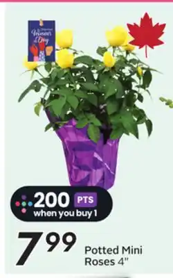 Sobeys Potted Mini Roses offer