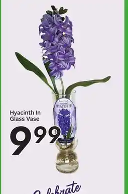 Sobeys Hyacinth In Glass Vase offer