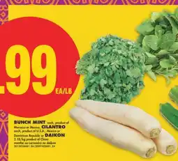 No Frills BUNCH MINT, EACH OR CILANTRO, EACH OR DAIKON offer