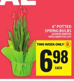 Food Basics 6 POTTED SPRING BULBS offer