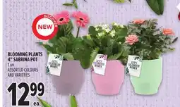 Metro BLOOMING PLANTS 4 SABRINA POT offer