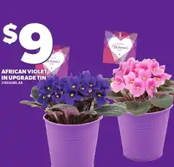 Loblaws AFRICAN VIOLET IN UPGRADE TIN offer