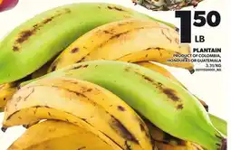 Loblaws PLANTAIN offer