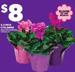 Loblaws 4.5 INCH CYCLAMEN offer