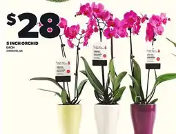 Loblaws 5 INCH ORCHID offer