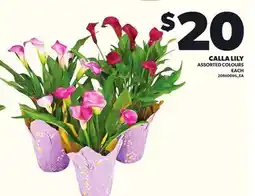 Loblaws CALLA LILY offer